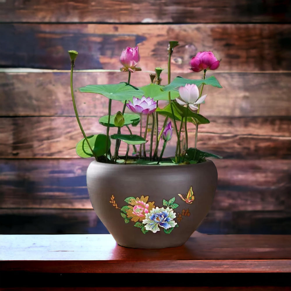 ZEshops lotus seeds pink bloom close-up ideal for bright indoor spaces.