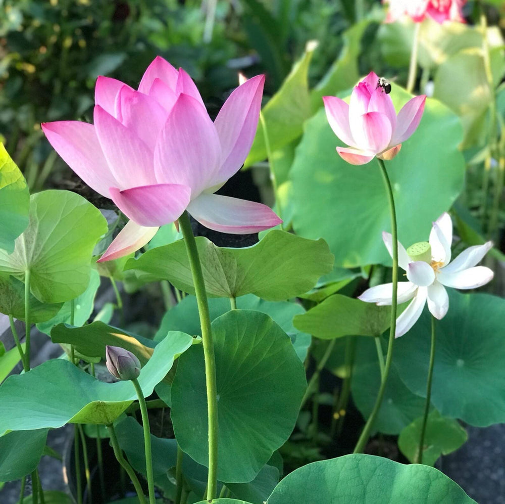 ZEshops lotus seeds arranged on soil for optimal growth and stability.