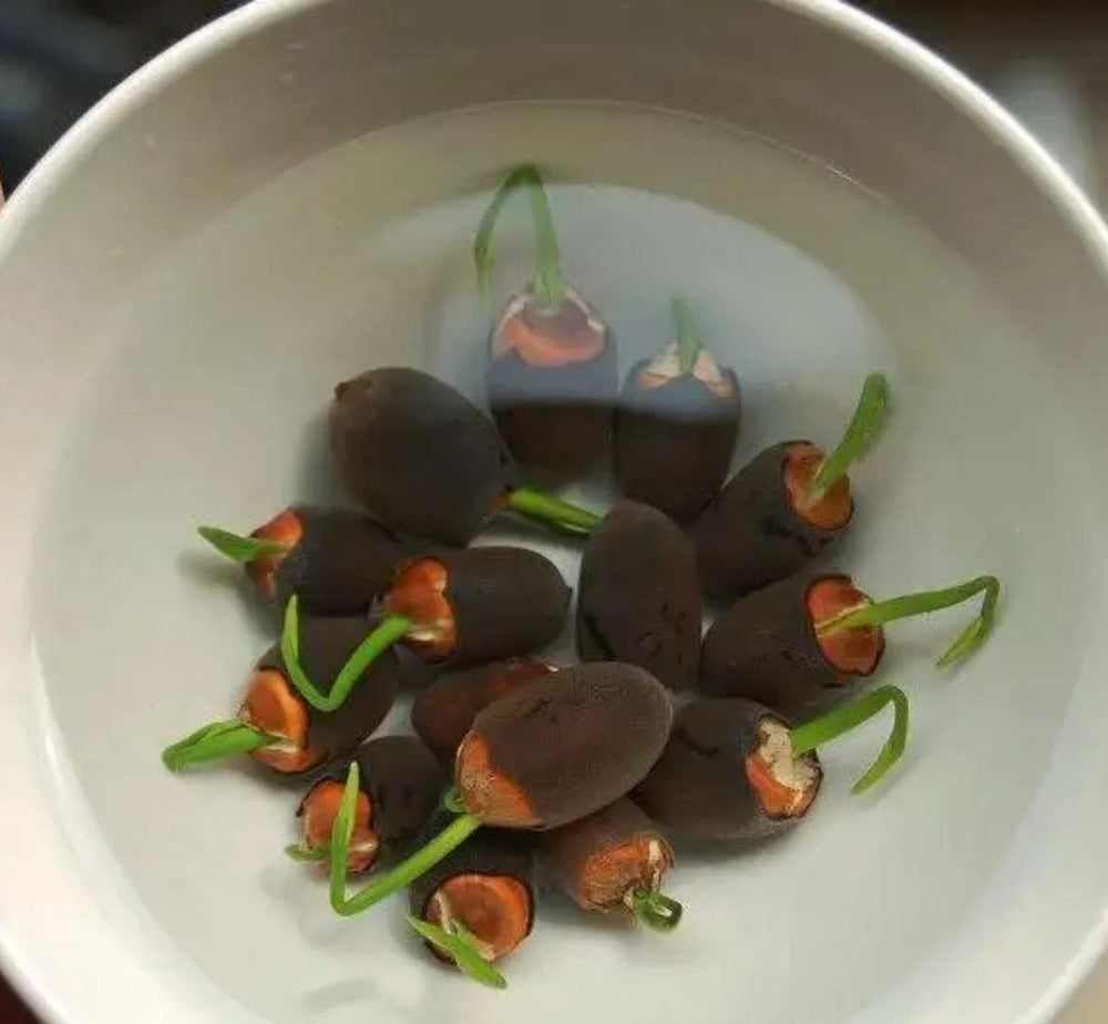 ZEshops soaking process before planting in warm water.