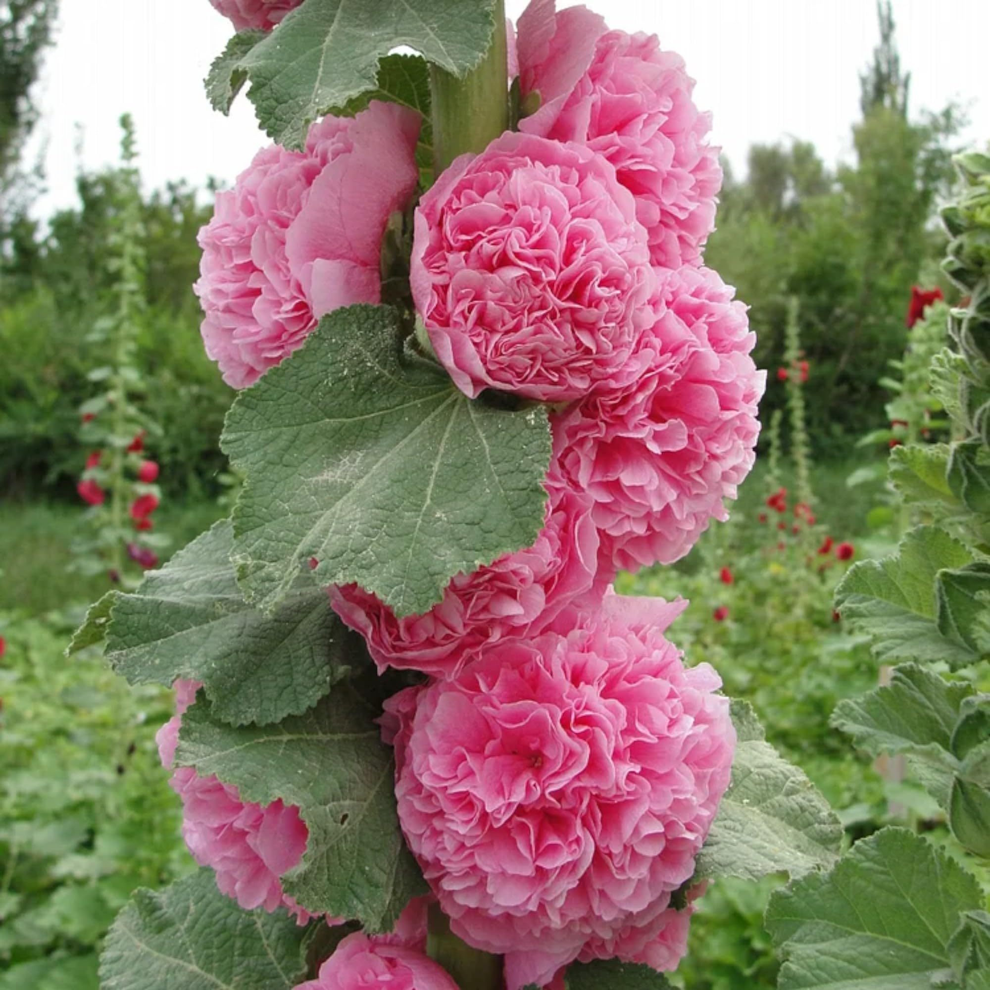 ZEshops pollinator-friendly hollyhocks attract hummingbirds and butterflies.