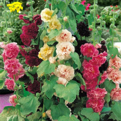ZEshops Radiant Rose double hollyhock seeds deliver colorful blooms for borders.