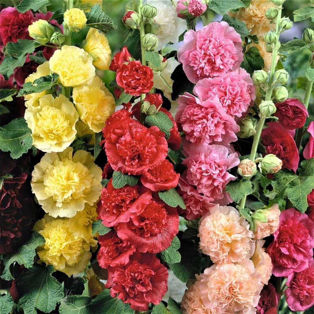 ZEshops Radiant Rose hollyhocks form tall spikes to create garden focal points.