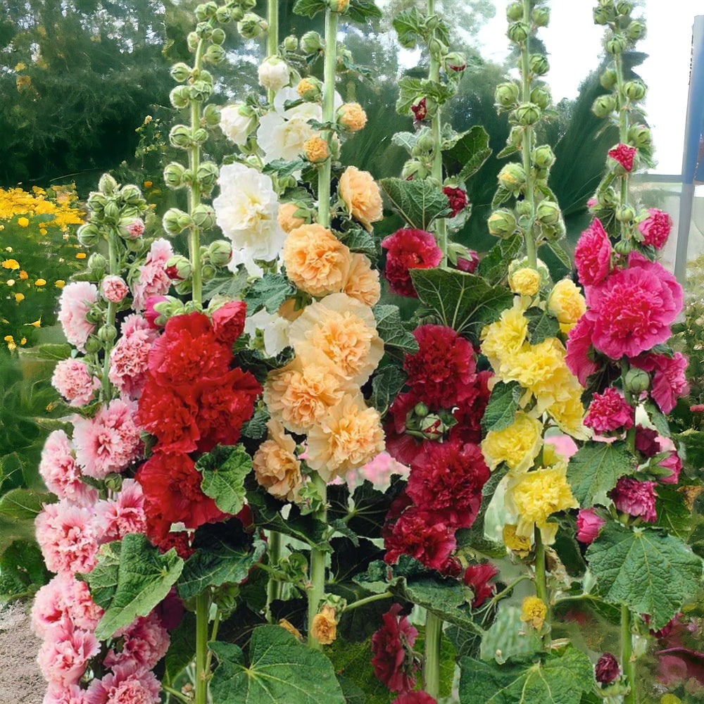ZEshops Radiant Rose seeds self-seed for ongoing color with minimal effort.