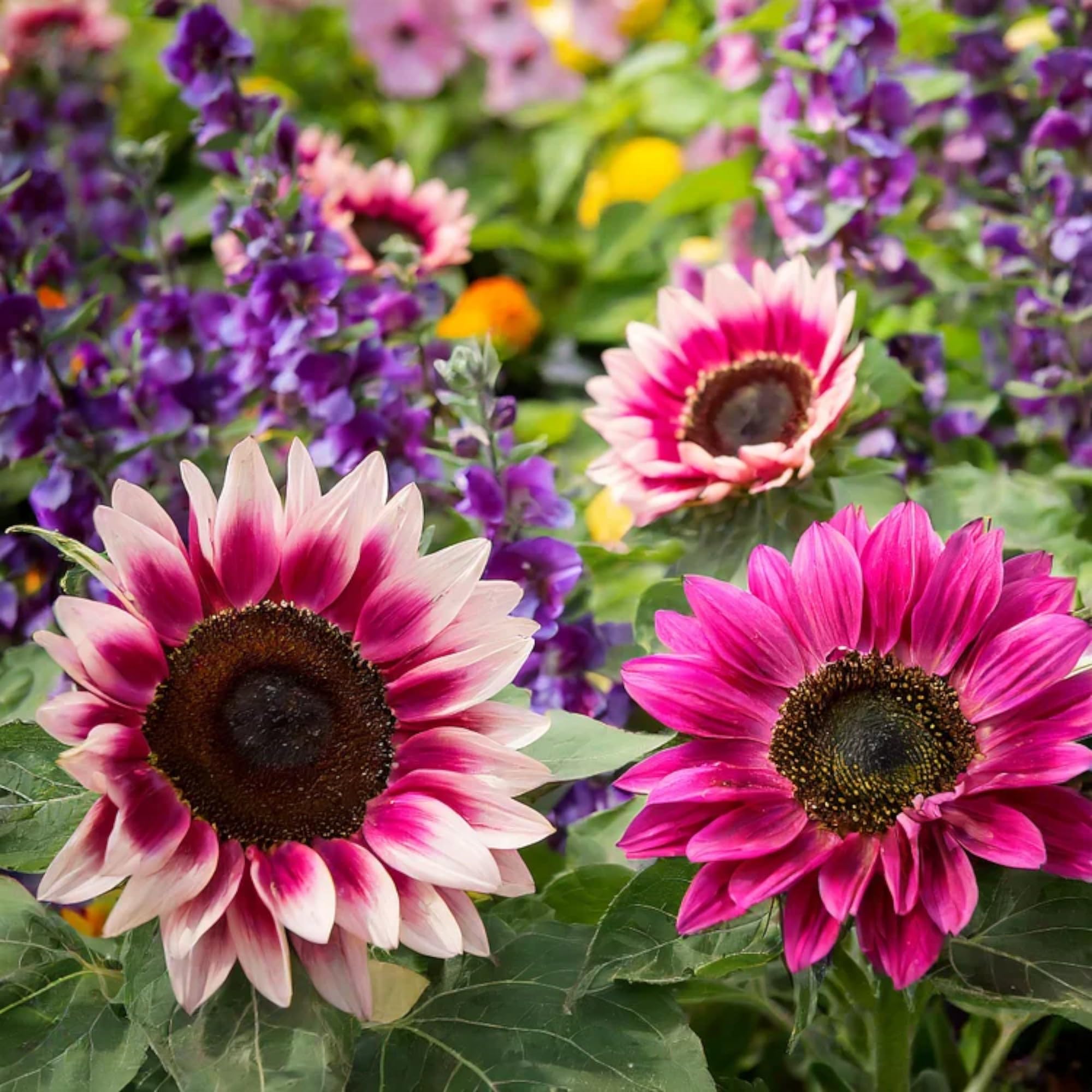 ZEshops Strawberry Pink sunflower bloom close-up highlighting vibrant color for borders