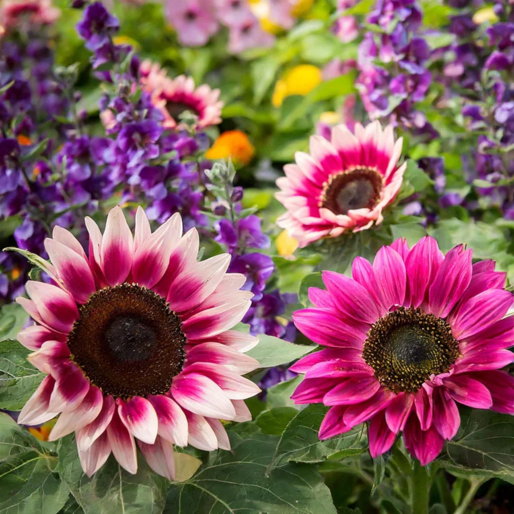 ZEshops Strawberry Pink sunflower bloom close-up highlighting vibrant color for borders