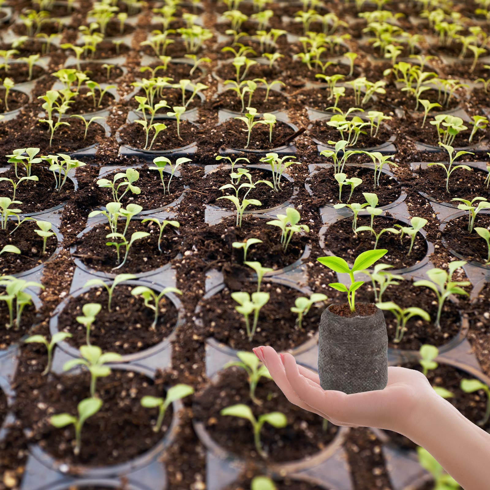 ZeeDix seed starter pods suit flowers and indoor plant projects