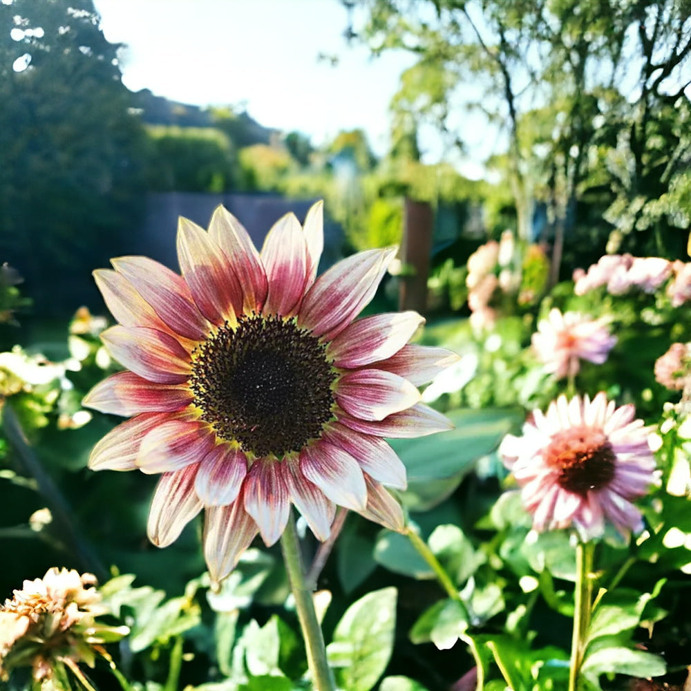 ZEshops easy planting instructions help beginners grow healthy blooms