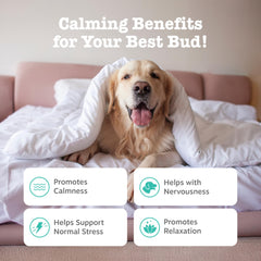 Zesty Paws Calming Chews close-up on a dog's paws illustrating soothing relief.