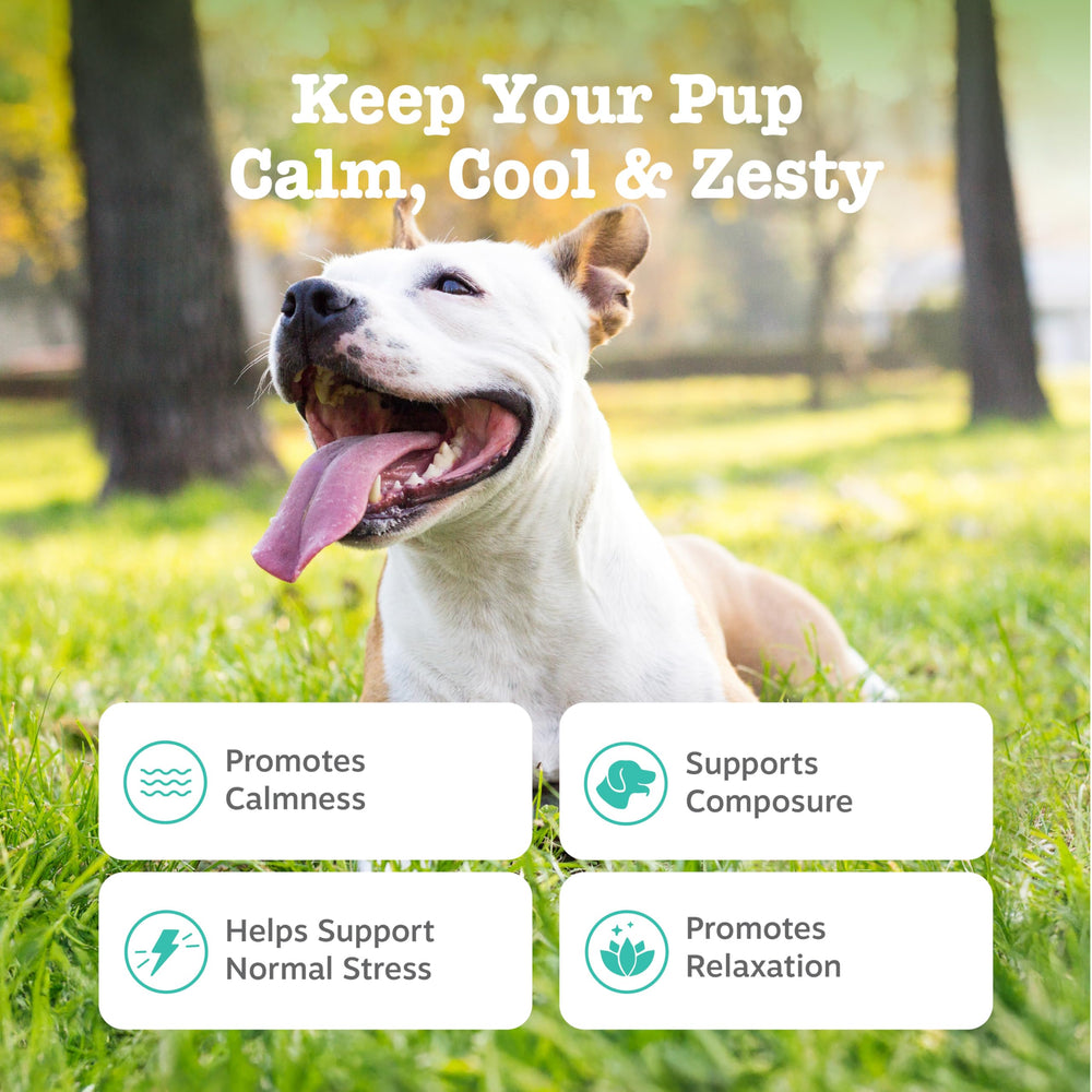 Zesty Paws Calming Chews Suntheanine ingredient detail highlighting calm moments for anxious dogs.