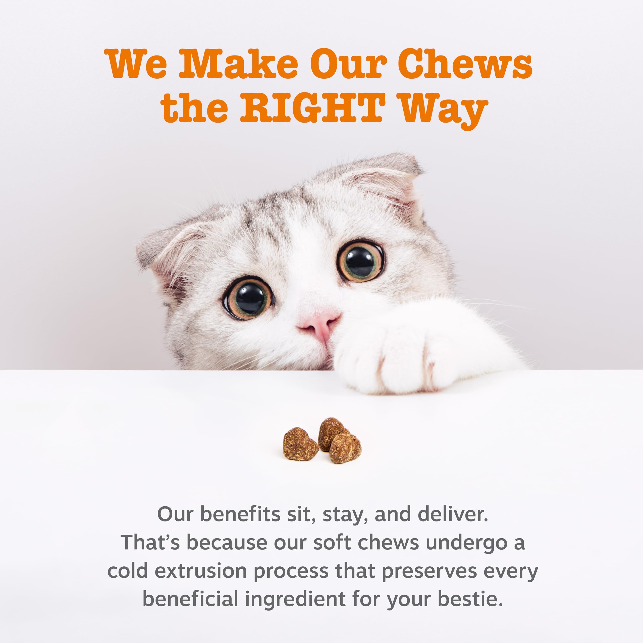 Zesty Paws chat dégustant bouchées – moment plaisir quotidien
