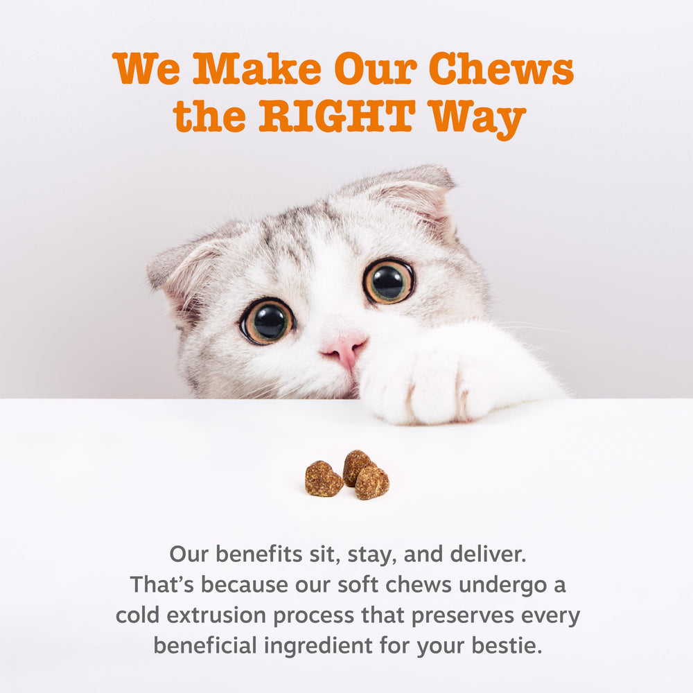 Zesty Paws chat dégustant bouchées – moment plaisir quotidien