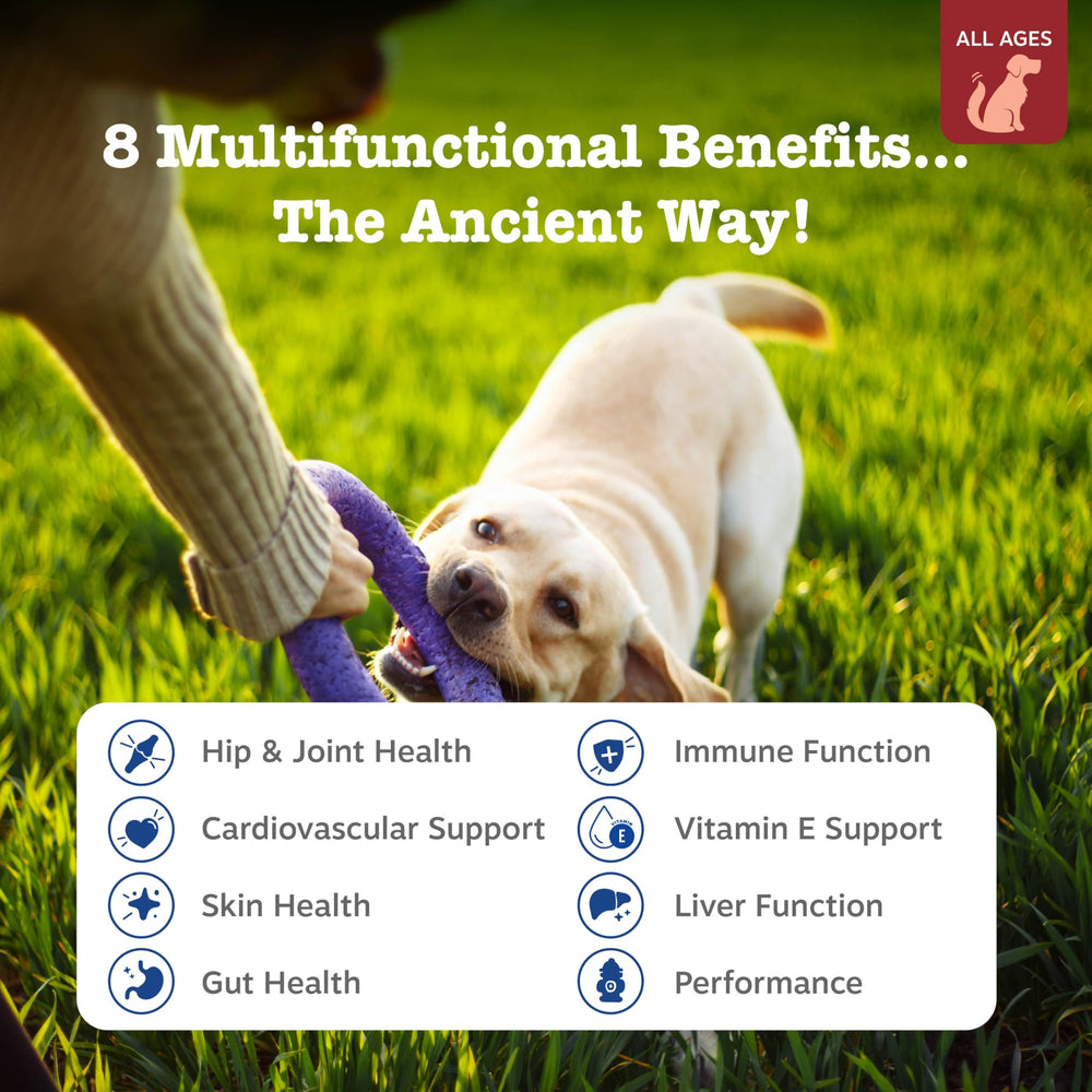 Zesty Paws dog multivitamin bottle label shows 8-in-1 formula for heart, skin, and gut.