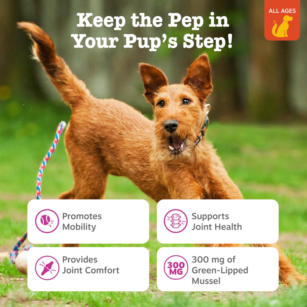 Dog enjoying a Zesty Paws Mussel Mobility Bites chew.