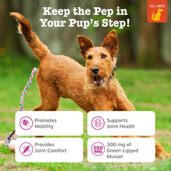 Dog enjoying a Zesty Paws Mussel Mobility Bites chew.