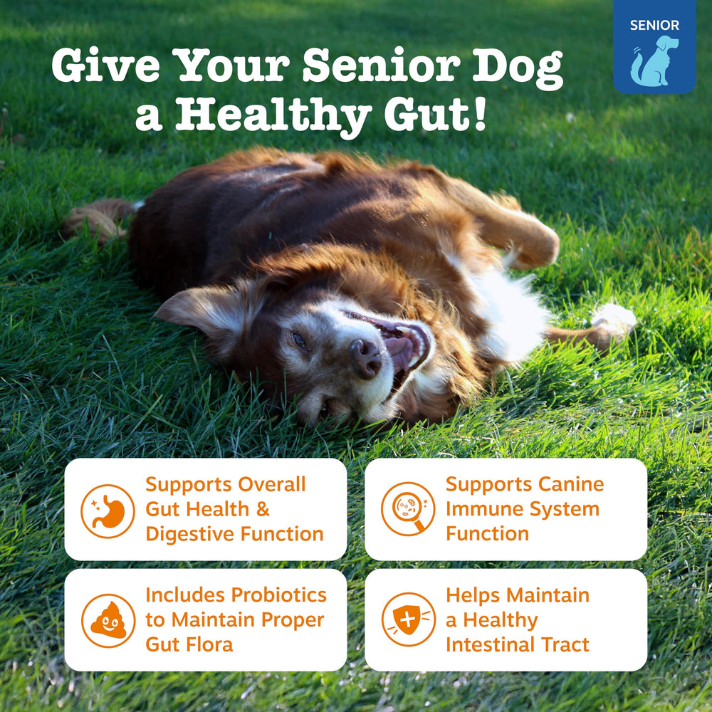 Zesty Paws probiotics dog treats with chicken flavor promoting tasty daily digestion.