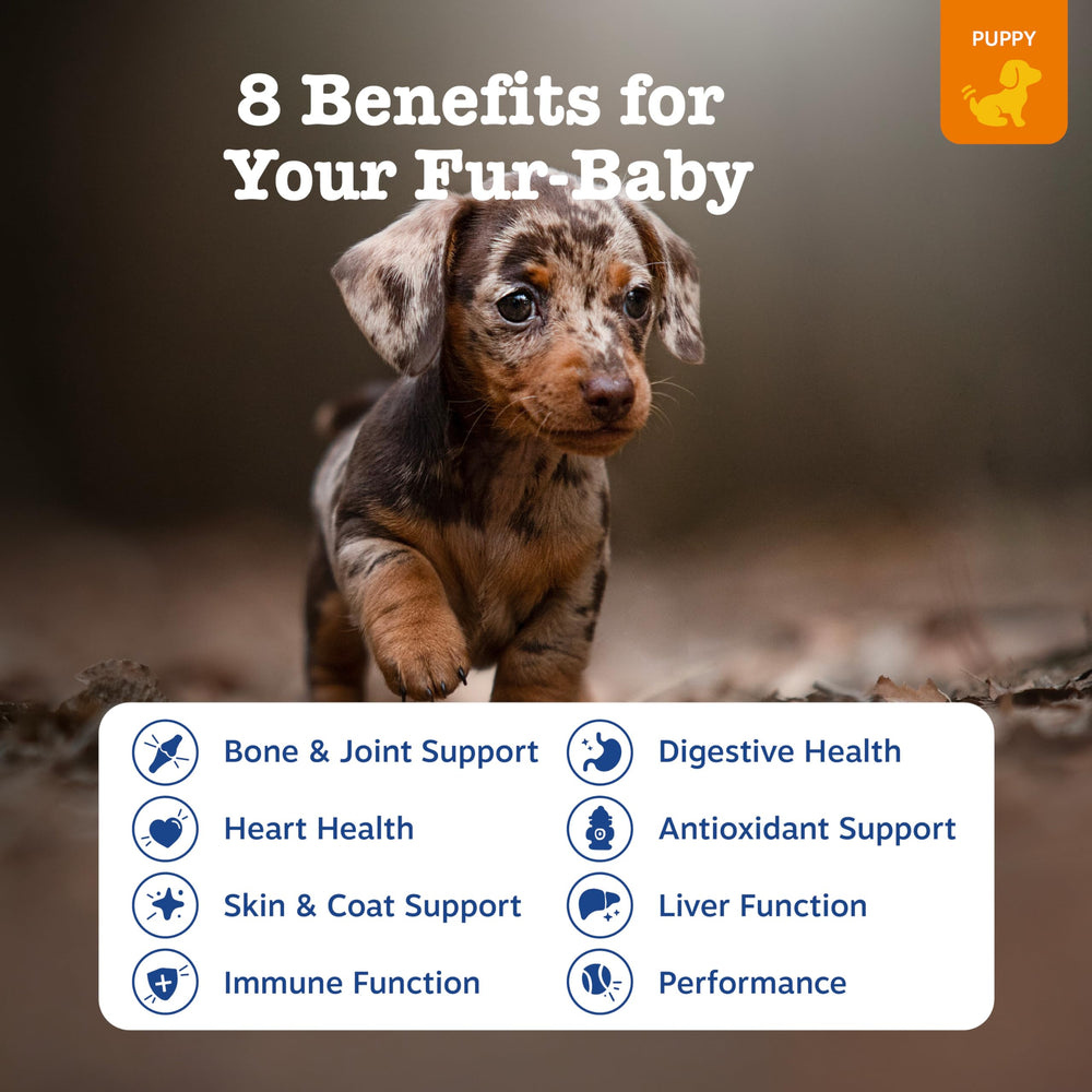 Zesty Paws puppy chicken bites chews close-up for daily nutrition.