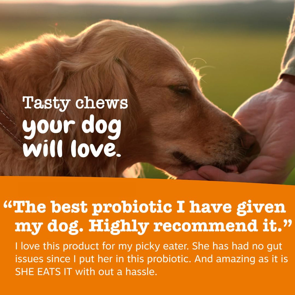 Zesty Paws Vet Strength Probiotics dog eating chew during daily routine