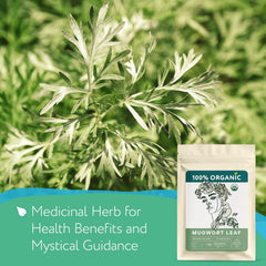 Zhivana Organics Mugwort Tea dried leaves for soothing aroma to unwind after meals.
