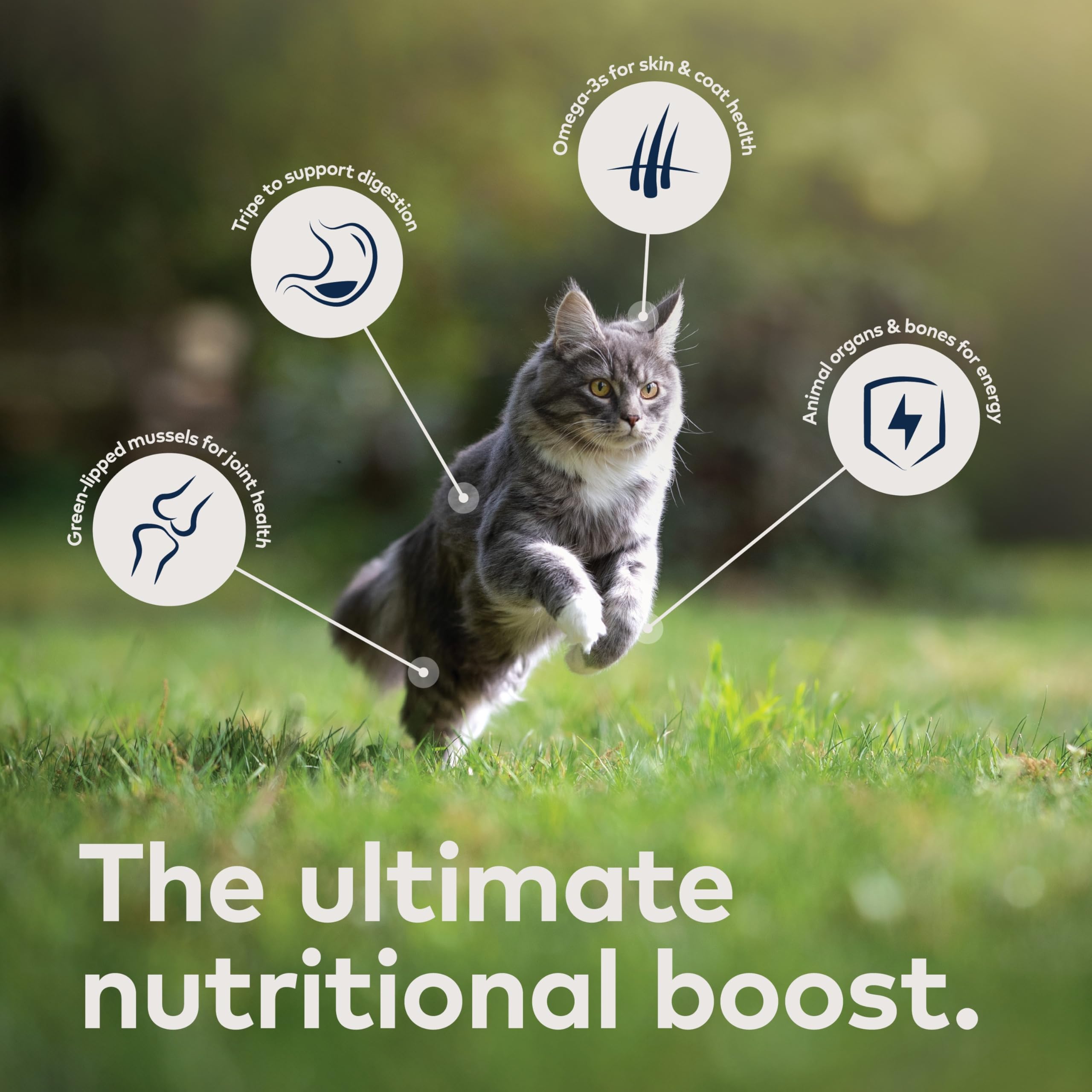 ZIWI Peak wet cat food mackerel-lamb can blends seafood and meat for balanced meals.